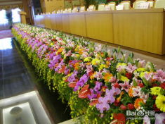 深圳花木租擺、園林綠化施工與養(yǎng)護(hù)全流程解析