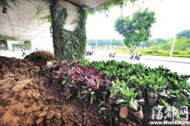 園林綠化工程施工 從設(shè)計(jì)到落地的全流程解析與專業(yè)指導(dǎo)