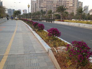 廈門海滄城建集團(tuán)園林綠化工程施工 匠心雕琢城市綠意，品質(zhì)鑄就生態(tài)名片