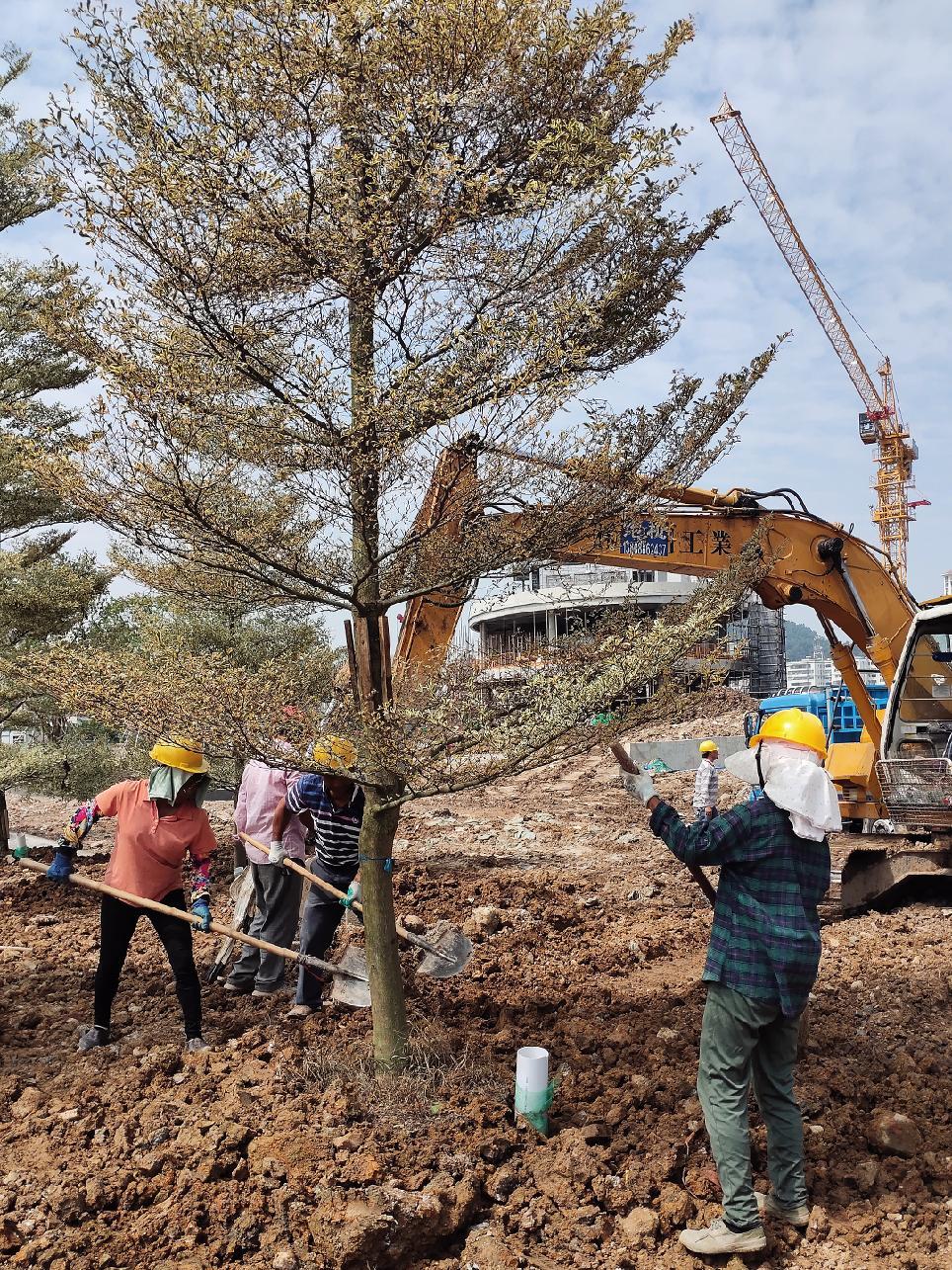 鏡頭下的綠色使命 從工地日常到全民植樹的綠化之路